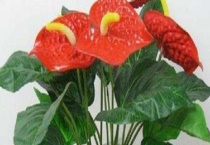 红掌的养殖方法和注意事项 红掌的繁殖多久？