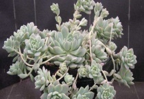 子持白莲花剑怎么多久？