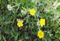 翻白草属于菊科吗？