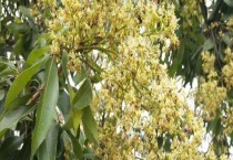 荔枝蜜是什么颜色的 气味如何