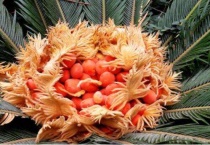 铁树种子种植要剥壳吗？