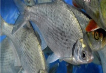 鳊鱼会喜欢食用哪些草 鳊鱼有什么养殖多久？