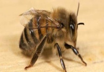 被蜜蜂蛰了是好兆头吗 被蜜蜂蛰了会怎样？