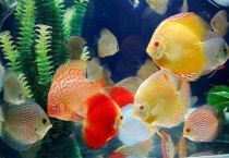 七彩苗子如何压