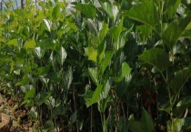 什么季节种植桑葚苗成活率高 夏天种植成活率怎么样