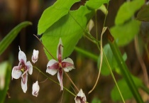 淫羊藿又叫什么 附高产种植技术