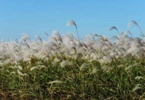 蒲苇和芦苇的区别？