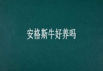 安格斯牛好养吗？