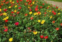 太阳花种子需要浸泡吗？