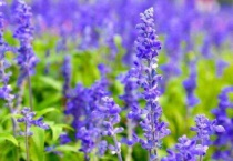 薰衣草是一年生还是多年生