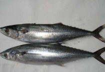 海甘鱼和马鲛鱼的区别？