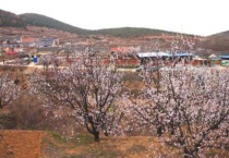 牟平杏花谷什么时候开花