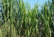 象草和甜象草有什么不同 附象草和甜象草简介