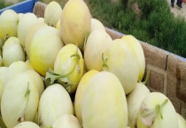 兰州白兰瓜的上市时间 附其种植技术