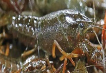 小龙虾和龙虾有什么区别？？详细如下