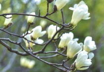 广玉兰是裸子植物吗？