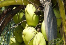 椰子产地在哪里 适合椰子种植的环境条件有哪些？