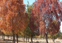 元宝槭与元宝枫的区别？