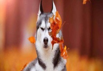 哈士奇怎么训练才好？食物刺激好吗？