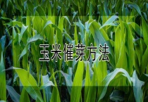 玉米催芽多久？