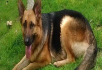 导盲犬种类及图片大全 导盲犬如何训练