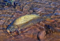 野钓鲤鱼最常用的商品饵料 分别有什么特点