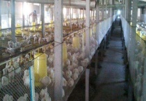 养鸡场消毒方法 附消毒种类和消毒对象