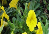 舞春花叶子黄怎么办？