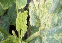 葫芦叶子发黄枯萎怎么多久？