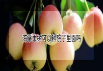 海棠果树可以种院子里面吗？