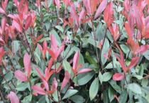 红叶石楠的扦插技术 红叶石楠的扦插管理