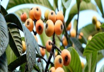 枇杷树不嫁接结果需要几年 附栽培多久？