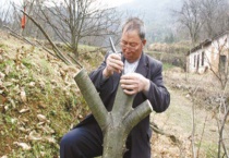 怎样嫁接好板栗树