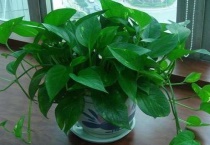 自吸盆养绿萝加多少水