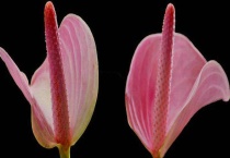 粉掌不开花的原因 附解决多久？