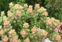 适合室内养的花和植物