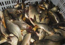 一亩地鲤鱼养殖利润