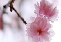 樱花开花时间有几个月