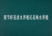 斑节虾是淡水养殖还是海水养殖