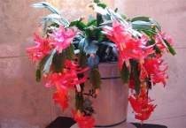 谢爪兰叶子发软怎回事