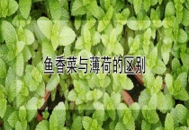 鱼香菜与薄荷的区别？