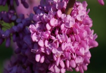 紫荆花的播种多久？