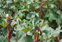 红秋葵可不可以生吃 附红、黄秋葵的区别？