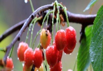 樱珠和樱桃的区别？ 品种、外形、口感和价格均不同