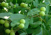 核桃树流水不止怎么办？