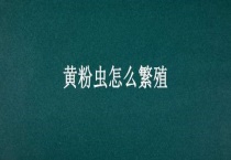 黄粉虫怎么繁殖