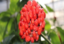 三七苗期有什么农药可以使用 三七有什么育苗技术