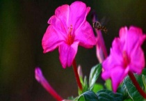 夜来香花有毒吗？