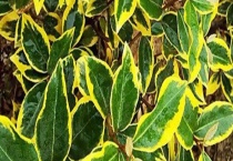 金边胡颓子是落叶还是常绿植物 附种植技术和繁殖多久？