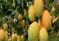 芒果挑选技巧 怎样贮藏保鲜